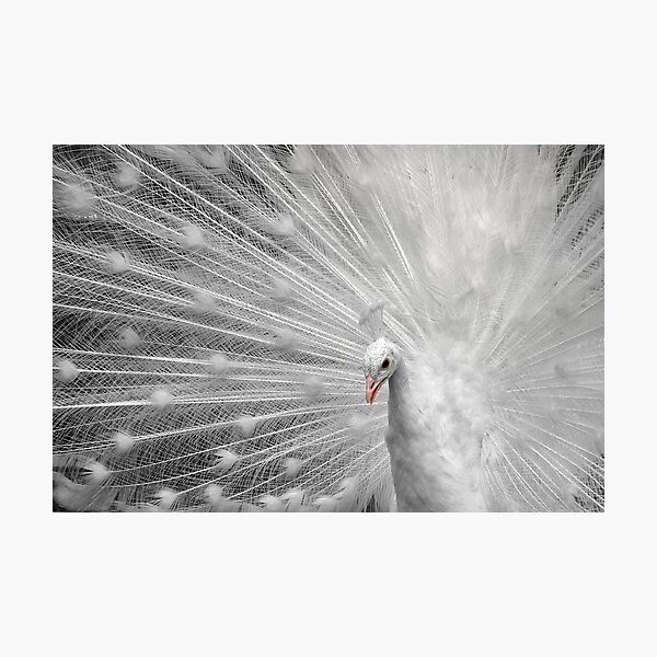White Princess Photographic Print