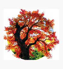 Fall Tree Photographic Print