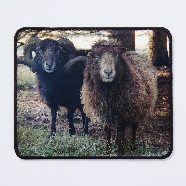 Item preview, A Pair of Ouessant Sheep 2 designed and sold by WesternExposure.