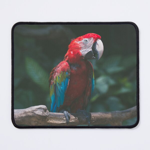 Item preview, Beautiful Red Parrot designed and sold by Steven Jodoin.