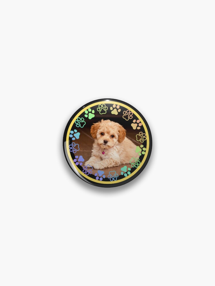 Pin on Maltipoo dog