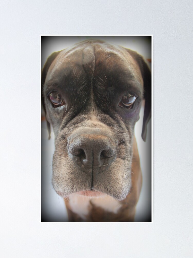 Are There Any Choc Cookies In There? Boxer Dogs Series Poster