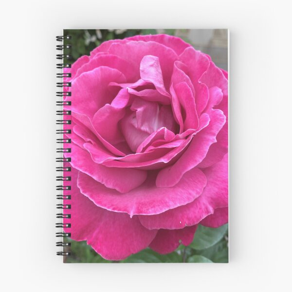 Item preview, Pink Rose designed and sold by Amanda JK.