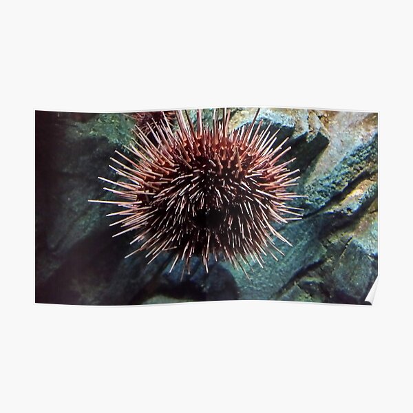 Sea Urchin Poster