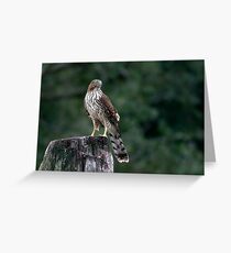 Cooper's Hawk Greeting Card