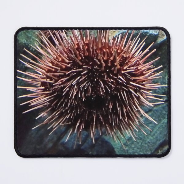Item preview, Sea Urchin designed and sold by Chrissy34780.