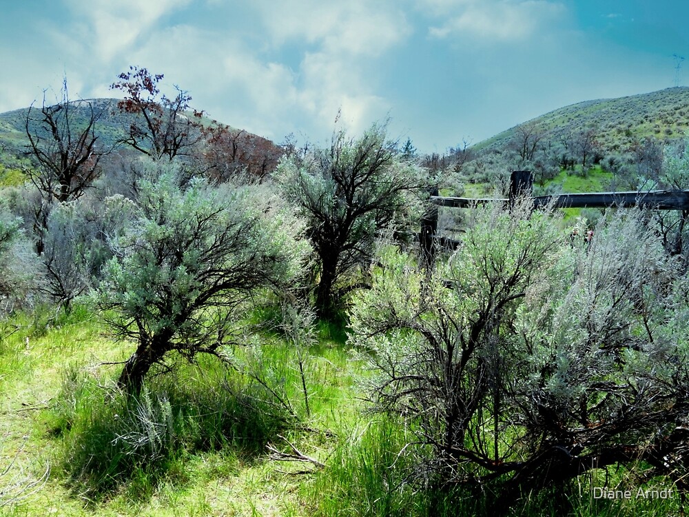 "Idaho High Desert Sagebrush" by Diane Arndt Redbubble