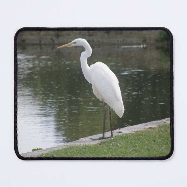 Item preview, Great White Egret by the Lake Photograph designed and sold by naturegallery.