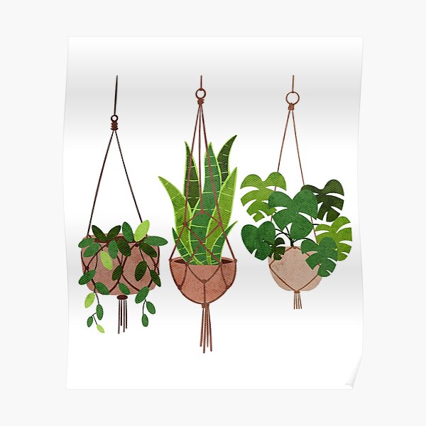 "Hanging Plant Aesthetic " Poster for Sale by HYCreativeStore Redbubble