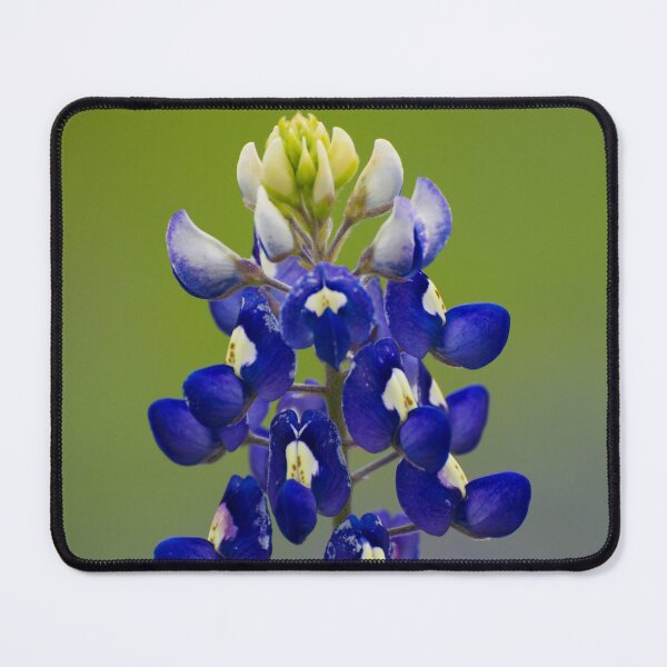 Item preview, Bluebonnet designed and sold by photoduque.