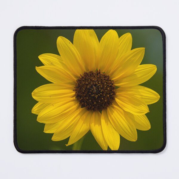Item preview, Sunflower designed and sold by photoduque.