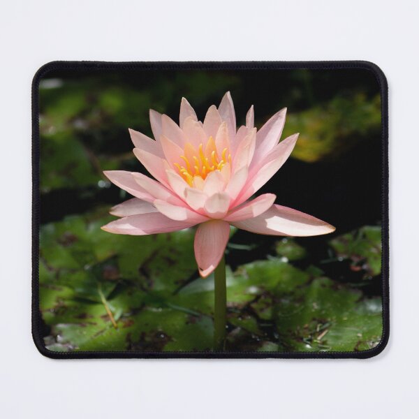 Item preview, Water Lily designed and sold by photoduque.