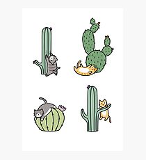 Cacti Cats Photographic Print