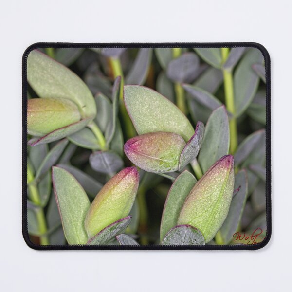 Item preview, Botanic Garden Close Ups (21) designed and sold by Wolf Sverak Photography.