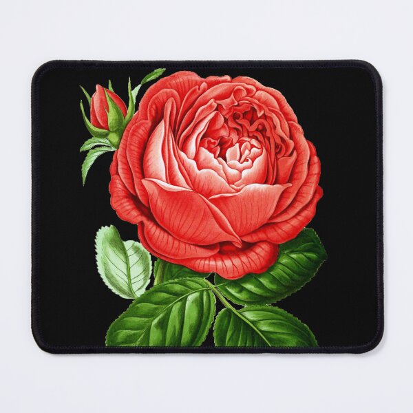 Item preview, Red Hybrid Perpetual, Paul Neyron Rose Vintage Print designed and sold by VintageArchive.