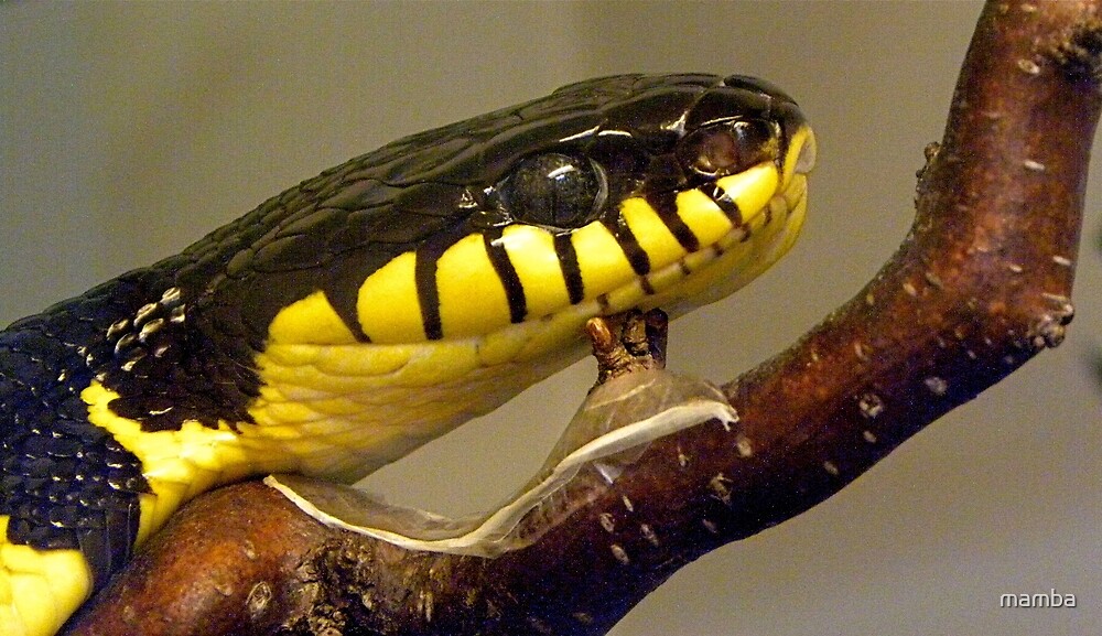 "lazy snake" by mamba Redbubble