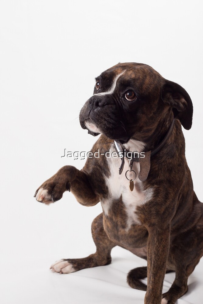 “Boxer dog” by Jagged-designs | Redbubble