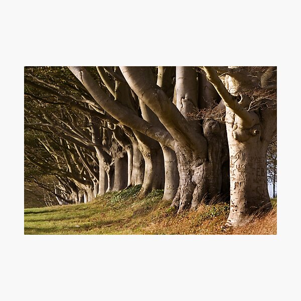 Kingston Lacy Beech Avenue, Dorset England Photographic Print