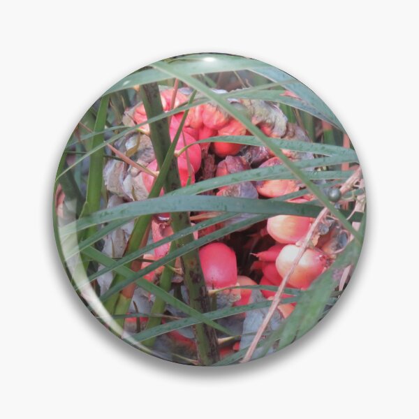 Item preview, Cycad seeds designed and sold by greentiger1.