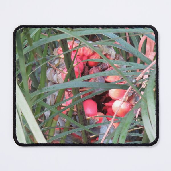 Item preview, Cycad seeds designed and sold by greentiger1.
