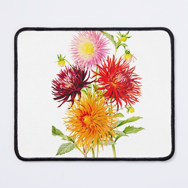 Item preview, Cactus Dahlia Botanical Art designed and sold by MochaMeli.
