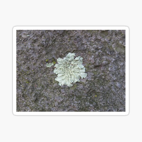 Item preview, Light green lichen designed and sold by greentiger1.