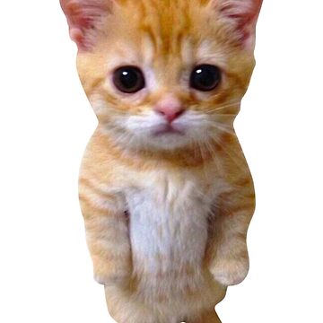 El Gato Meme Sad Crying Cat Munchkin Kitty Meme Trendy  Poster