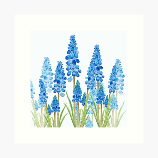 blue grape hyacinth forest  Art Print