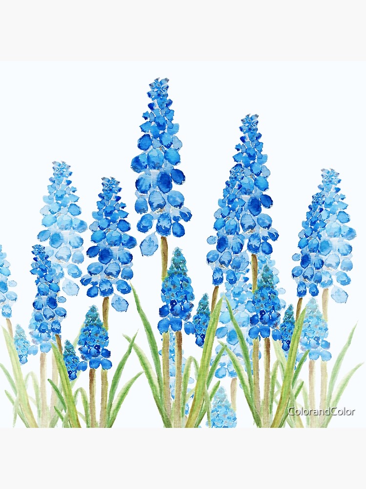 Thumbnail 3 of 3, Poster, blue grape hyacinth forest designed and sold by ColorandColor.