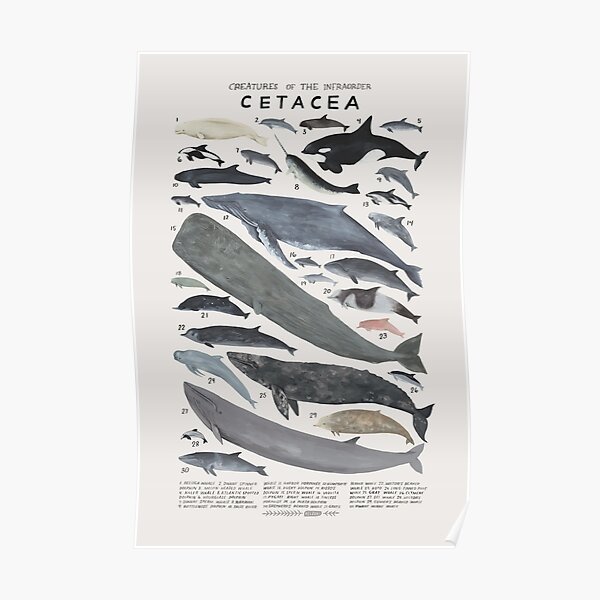 Knowledge Creatures Of The Infraorder Poster Poster