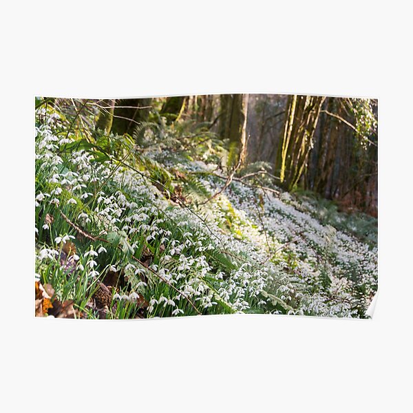 Snowdrops on Exmoor Poster
