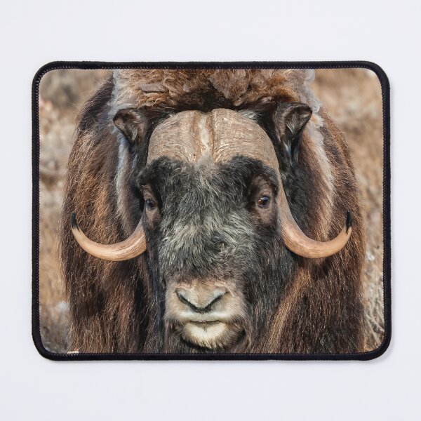 Item preview, Muskox, musk ox, musk-ox  designed and sold by KlaraMacinka.