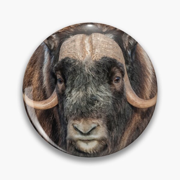 Item preview, Muskox, musk ox, musk-ox  designed and sold by KlaraMacinka.
