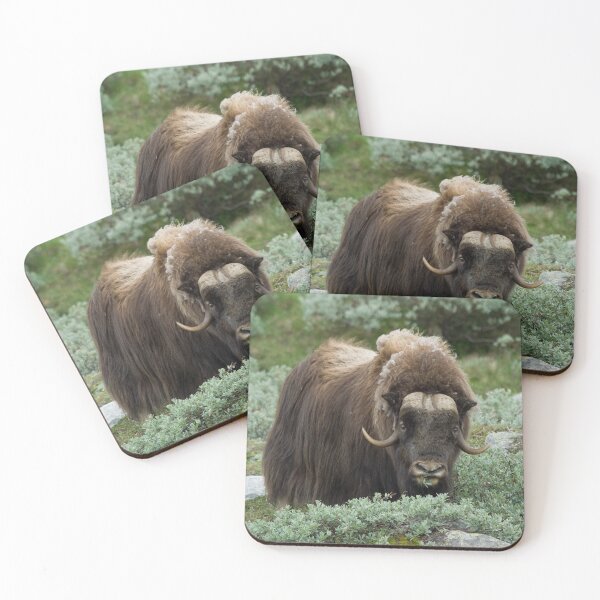Item preview, Muskox, musk ox, musk-ox  designed and sold by KlaraMacinka.