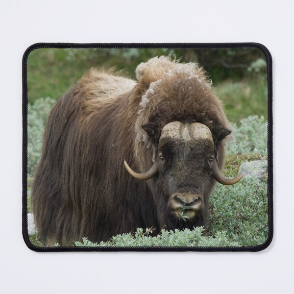 Item preview, Muskox, musk ox, musk-ox  designed and sold by KlaraMacinka.