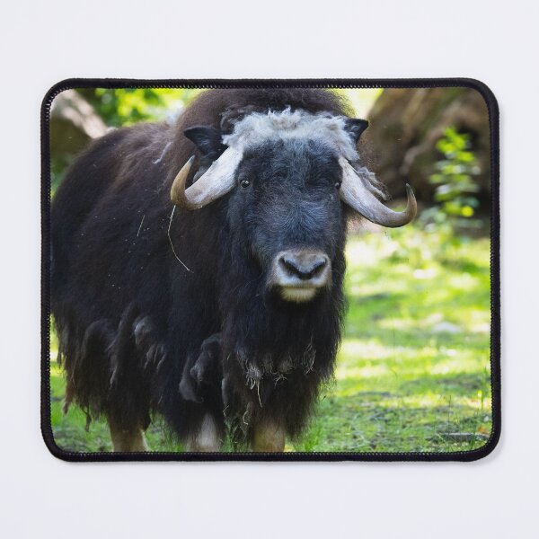 Item preview, Muskox, musk ox, musk-ox  designed and sold by KlaraMacinka.