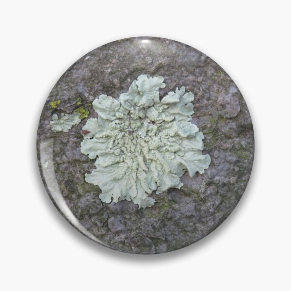 Item preview, Light green lichen designed and sold by greentiger1.