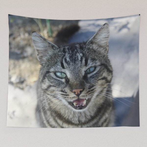 Item preview, Chatty Cat Chirruping Pet Photography designed and sold by taiche.