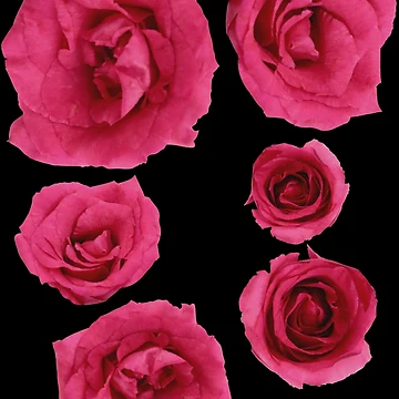 Artwork thumbnail, Beautiful Roses by Hic21