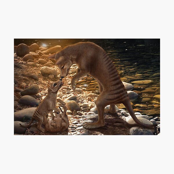 Afternoon Playtime - Thylacine Photographic Print