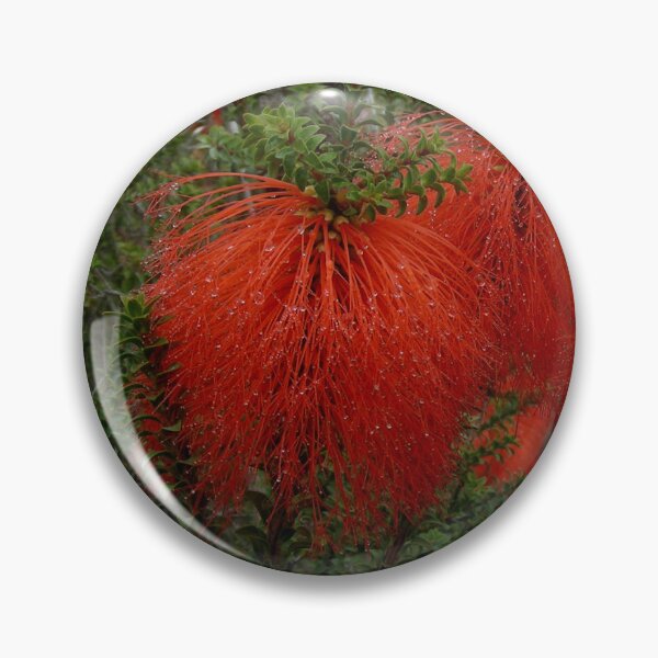 Item preview, Gravel Bottlebrush Beaufortia decussata Australia designed and sold by Schoensl.