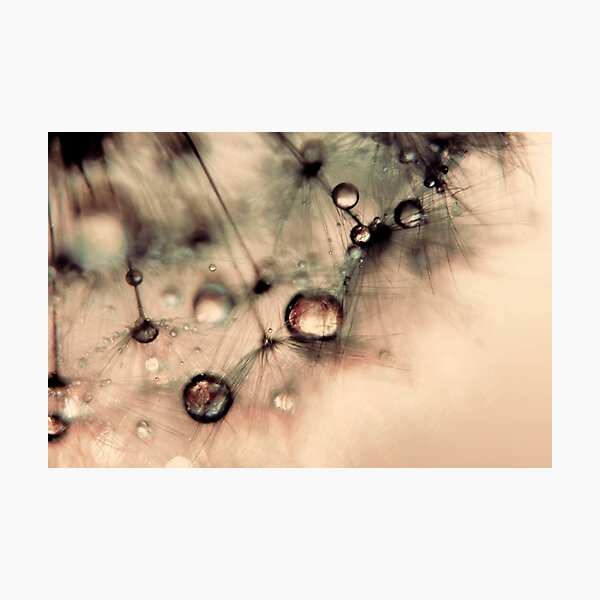Droplets of gold Photographic Print