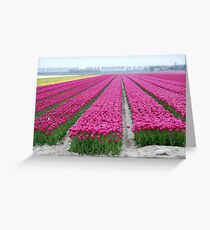 Dutch tulip field Greeting Card