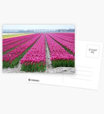 Dutch tulip field Postcards