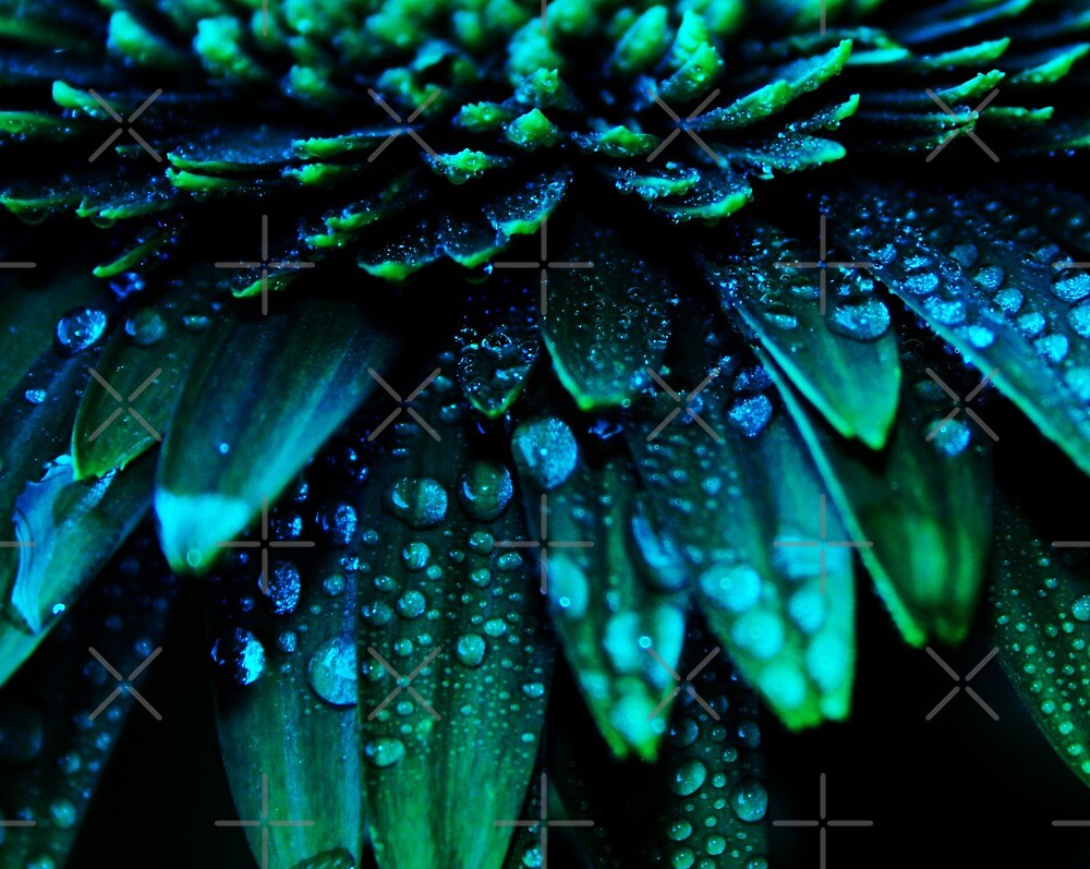 "Gerbera Daisy Midnight Blue Flower photography by Ingrid Beddoes" by