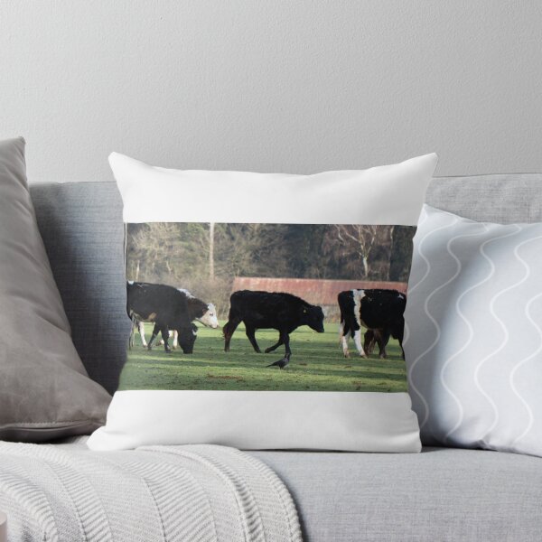 Item preview, Cows in the field designed and sold by JRussell-Photo.