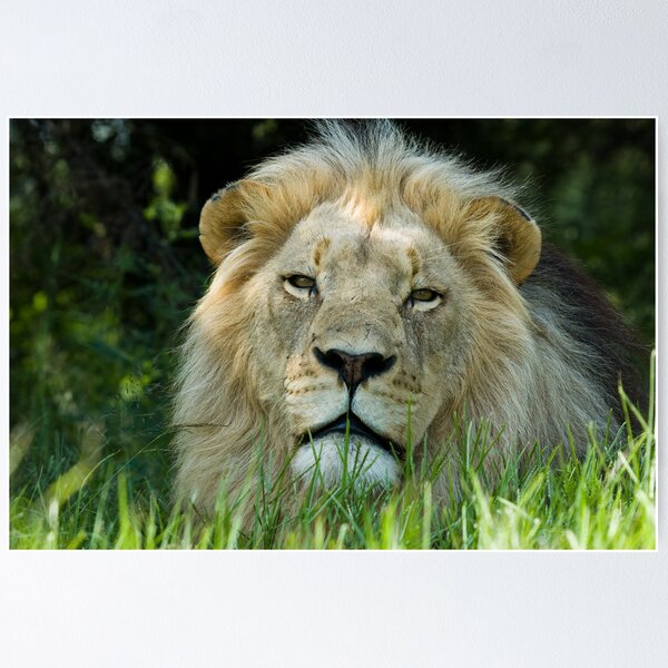 Item preview, Lion in Grass designed and sold by Gerry Van der Walt.