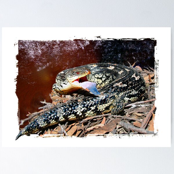 Item preview, Alpine Blotchy Blue Tongue designed and sold by Bandicoot.