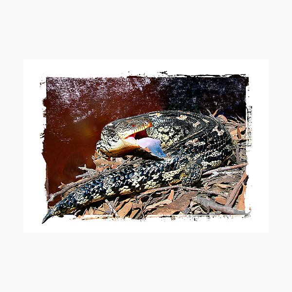 Item preview, Alpine Blotchy Blue Tongue designed and sold by Bandicoot.