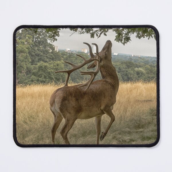 Item preview, Deer eating in Richmond Park, Surrey designed and sold by JRussell-Photo.